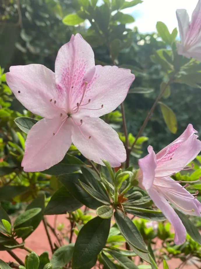 Flores rosadas de azalea entre hojas verdes